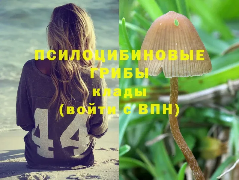 мега ссылки  где купить наркоту  Мирный  Псилоцибиновые грибы Psilocybe 